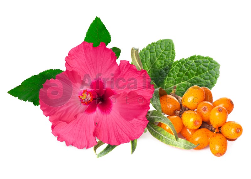 Beautiful hibiscus flower, ripe sea buckthorn berries and mint on white background