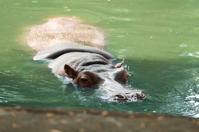 Photo of Big hippopotamus swimming in pond at zoo
