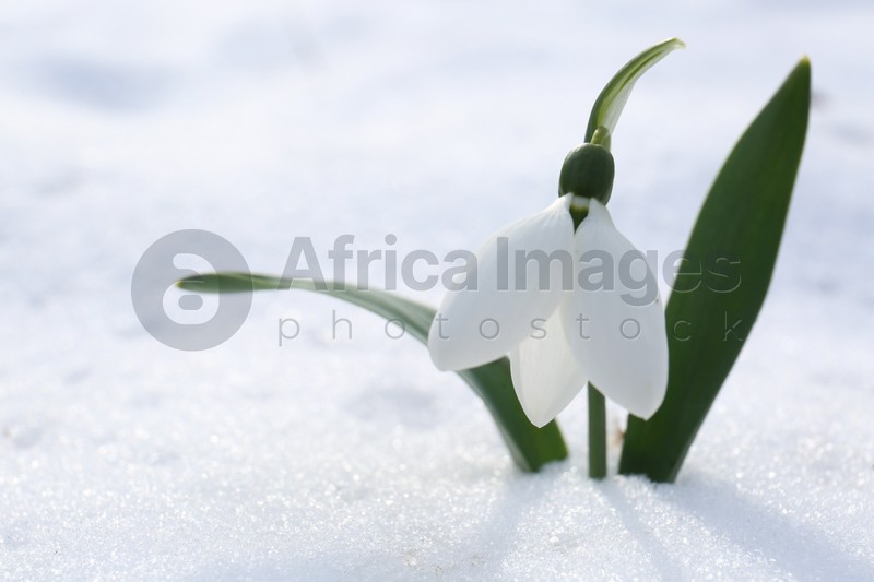 Photo of Beautiful blooming snowdrop growing in snow outdoors, space for text. Spring flowers