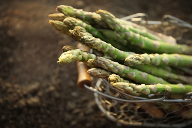 Metal basket with fresh asparagus on ground outdoors, closeup