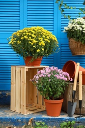 Photo of Beautiful fresh chrysanthemum flowers and gardening tools on stairs outdoors