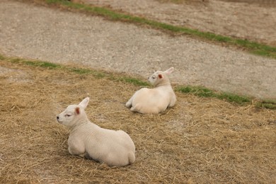 Photo of Two funny lambs lying on ground outdoors
