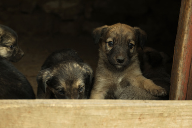 Photo of Homeless puppies in abandoned house. Stray baby animals
