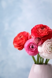Beautiful fresh ranunculus flowers in vase on color background. Space for text