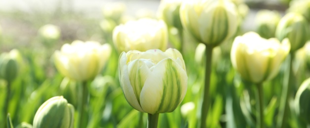 Image of Beautiful blooming tulips outdoors on sunny day. Horizontal banner design
