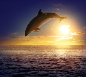 Beautiful bottlenose dolphin jumping out of sea at sunset 
