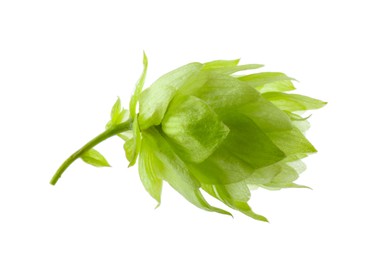 One fresh green hop on white background