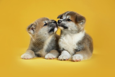Photo of Adorable Akita Inu puppies on yellow background