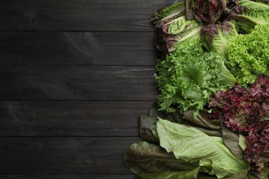 Photo of Different sorts of lettuce on black wooden table, flat lay. Space for text