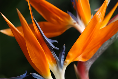 Bird of Paradise tropical flowers on blurred background, closeup