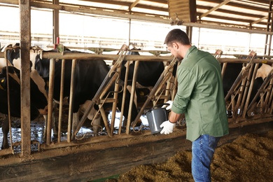 Worker feeding cow on farm. Animal husbandry