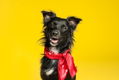 Photo of Cute black dog with neckerchief on yellow background
