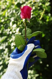 Woman in gardening glove holding rose outdoors on sunny day, closeup