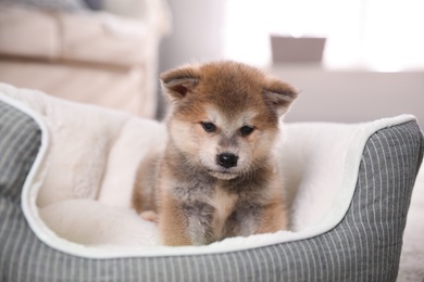 Adorable Akita Inu puppy in dog bed indoors