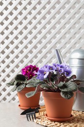 Beautiful potted violets and gardening tools on light grey table, space for text. Delicate house plants