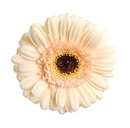 Beautiful beige gerbera flower isolated on white