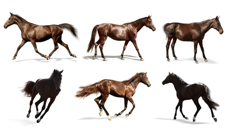 Image of Collage with photos of horses on white background, banner design. Beautiful pet