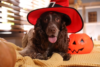 Adorable English Cocker Spaniel in witch hat with Halloween trick or treat bucket on blanket indoors