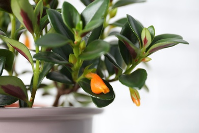 Photo of Beautiful potted Goldfish plant on white background, closeup