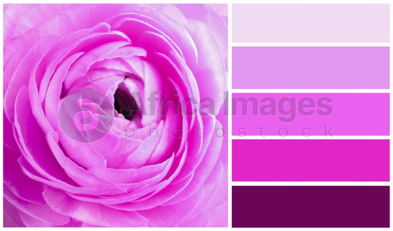Color palette appropriate to photo of beautiful ranunculus flower, closeup