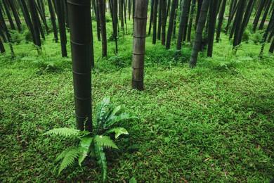 Photo of Picturesque view of lush fern in beautiful bamboo forest. Tropical plants