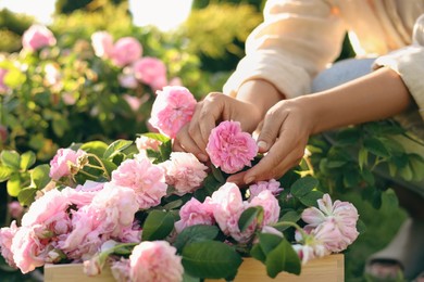 Photo of Woman collecting beautiful tea roses in garden, closeup