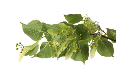 Linden tree branch with fresh young green leaves and blossom isolated on white
