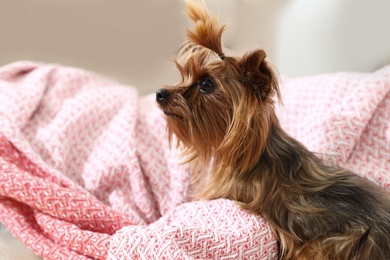 Photo of Adorable Yorkshire terrier on plaid. Happy dog