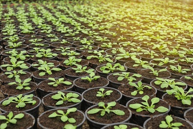 Photo of Many fresh green seedlings growing in pots with soil