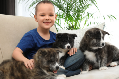Little boy with Akita inu puppies on sofa at home. Friendly dog