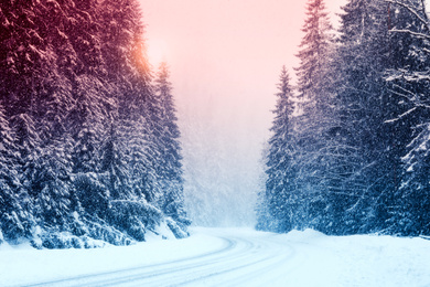Snowy road and conifer forest on winter day. Color tone 
