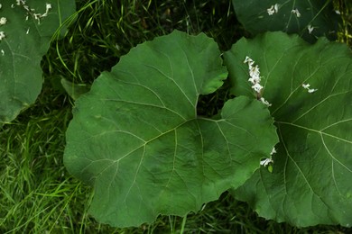 Burdock plant with big green leaves outdoors, top view