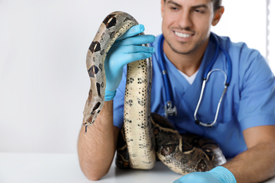 Male veterinarian examining boa constrictor in clinic, focus on hand