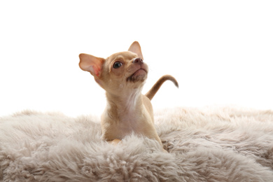 Cute Chihuahua puppy on faux fur. Baby animal