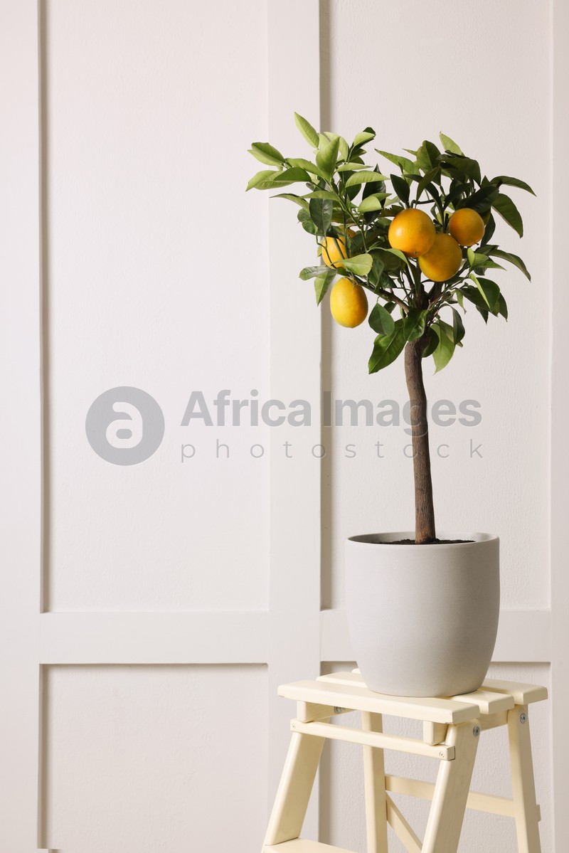Photo of Idea for minimalist interior design. Small potted lemon tree with fruits on stand near light wall