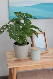 Beautiful houseplant and home decor on wooden table in room