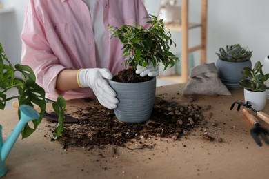 Woman planting beautiful houseplant at table indoors, closeup