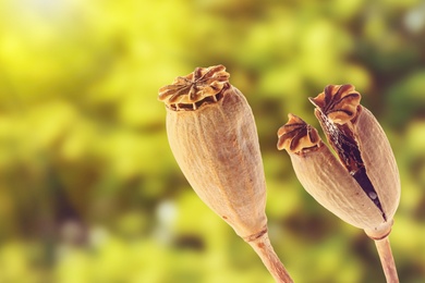 Image of Dry poppy heads with seeds on blurred background, closeup