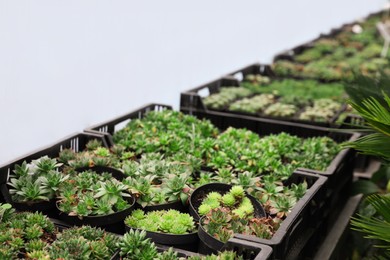 Photo of Many beautiful small potted succulents in greenhouse