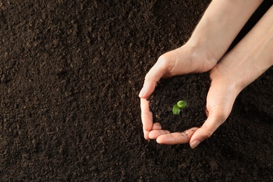 Photo of Woman holding young green seedling in soil, top view. Space for text