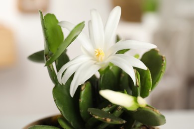 Beautiful blooming Schlumbergera (Christmas or Thanksgiving cactus) on blurred background, closeup
