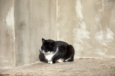 Photo of Homeless cat near building outdoors. Abandoned animal