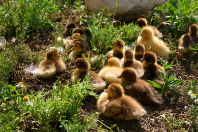 Cute fluffy ducklings in farmyard on sunny day